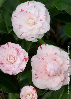 CAMELLIA japonica CONTESSA LAVINIA MAGGI