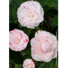 CAMELLIA japonica CONTESSA LAVINIA MAGGI