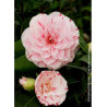 CAMELLIA japonica CONTESSA LAVINIA MAGGI