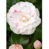CAMELLIA japonica CONTESSA LAVINIA MAGGI