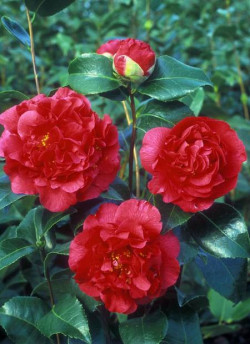 CAMELLIA japonica KRAMER'S SUPREME