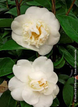 CAMELLIA japonica MADAME HENRI CORMERAIS