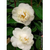 CAMELLIA japonica MADAME HENRI CORMERAIS