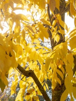 FRAXINUS americana SKYLINE