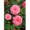 CAMELLIA japonica MISS TINGLEY