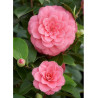 CAMELLIA japonica MISS TINGLEY