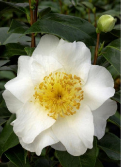 CAMELLIA japonica SILVER MAYER