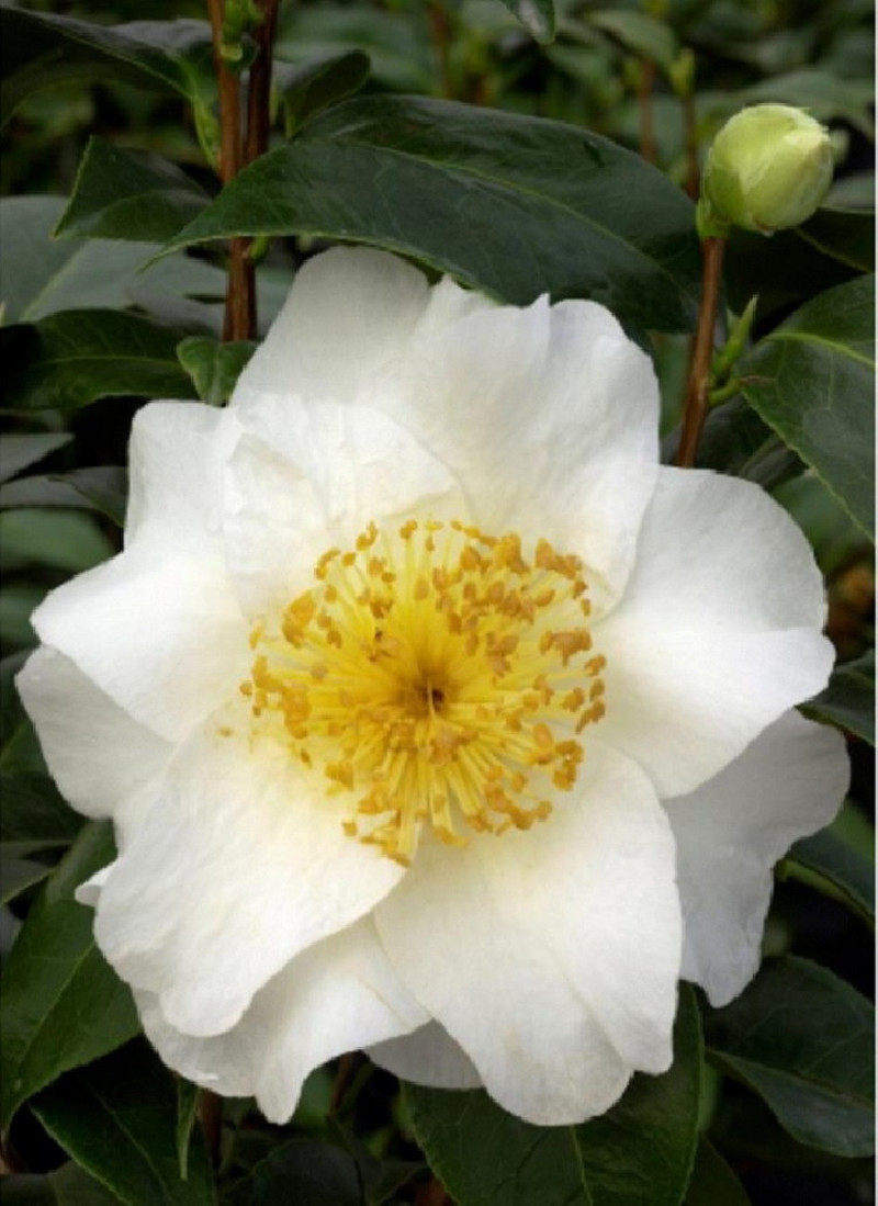 CAMELLIA japonica SILVER MAYER