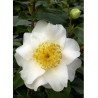 CAMELLIA japonica SILVER MAYER