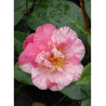 CAMELLIA japonica TRAVERSO