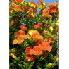 CAMPSIS grandiflora