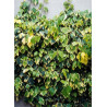 HEDERA colchica DENTATA VARIEGATA