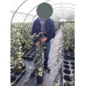 HEDERA colchica DENTATA VARIEGATA En pot de 4-5 litres