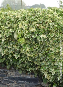 HEDERA canariensis GOIRE DE MARENGO