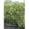 HEDERA canariensis GOIRE DE MARENGO