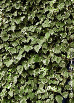 HEDERA canariensis GOIRE DE MARENGO