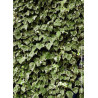 HEDERA canariensis GOIRE DE MARENGO