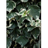 HEDERA helix GLACIER