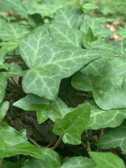 Topiaire (Plante taillée) - HEDERA helix (Lierre commun)