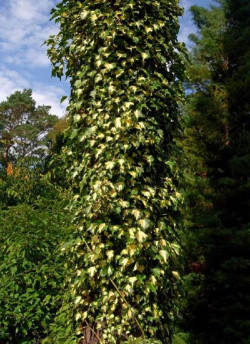 HEDERA helix GOLDHEART