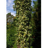 HEDERA helix GOLDHEART