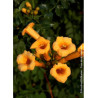 CAMPSIS radicans FLAVA