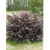 CORYLUS maxima PURPUREA