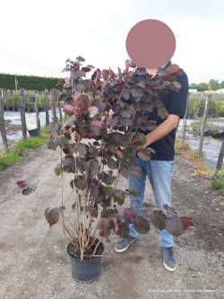 CORYLUS maxima PURPUREA En pot de 10-12 litres