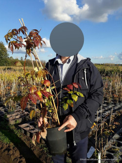 CAMPSIS radicans FLAVA