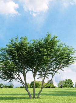 CARAGANA arborescens