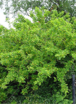 CARAGANA arborescens