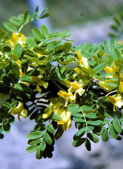 CARAGANA arborescens