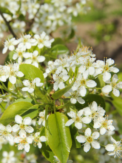PRUNUS mahaleb