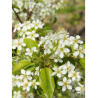 PRUNUS mahaleb