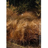 CAREX comans BRONZE FORM