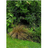 CAREX comans BRONZE FORM