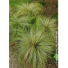 CAREX comans FROSTED CURLS