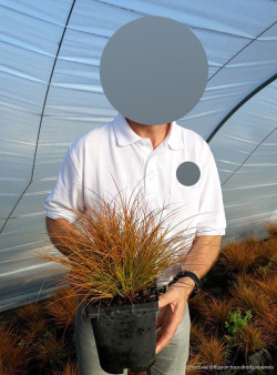 CAREX testacea En pot de 2-3 litres