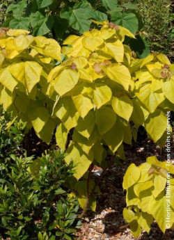 CATALPA bignonioides AUREA