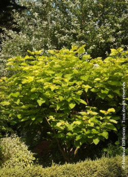 CATALPA bignonioides AUREA