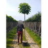 CATALPA bignonioides NANA En pot de 25-30 litres forme tige hauteur du tronc 180-200 cm