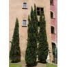 CUPRESSUS sempervirens STRICTA
