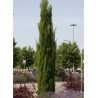 CUPRESSUS sempervirens STRICTA