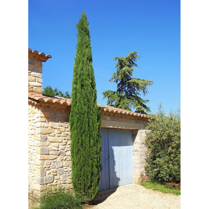 CUPRESSUS sempervirens STRICTA