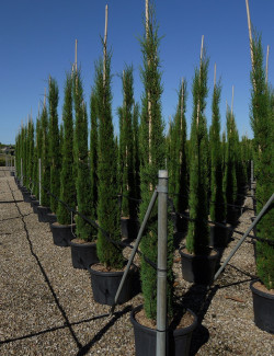 CUPRESSUS sempervirens STRICTA En pot de 35-50 litres
