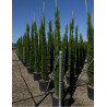 CUPRESSUS sempervirens STRICTA En pot de 35-50 litres