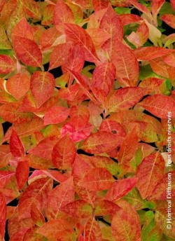 HYDRANGEA serrata BLUEBIRD