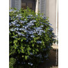 HYDRANGEA serrata BLUEBIRD