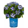 HYDRANGEA ENDLESS SUMMER TWIST-N-SHOUT BLEU  