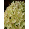 HYDRANGEA paniculata LITTLE LIME